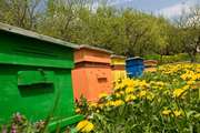 توصیه‌های دامپزشکی به زنبورداران در ارتباط با مسمومیت ناشی از آفت کش‌های کشاورزی